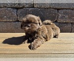 Small #1 Shih Tzu