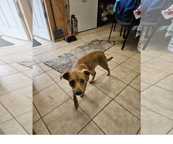 Medium Photo #1 Mutt Puppy For Sale in Tracy City, TN, USA