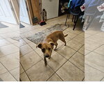Small Mutt