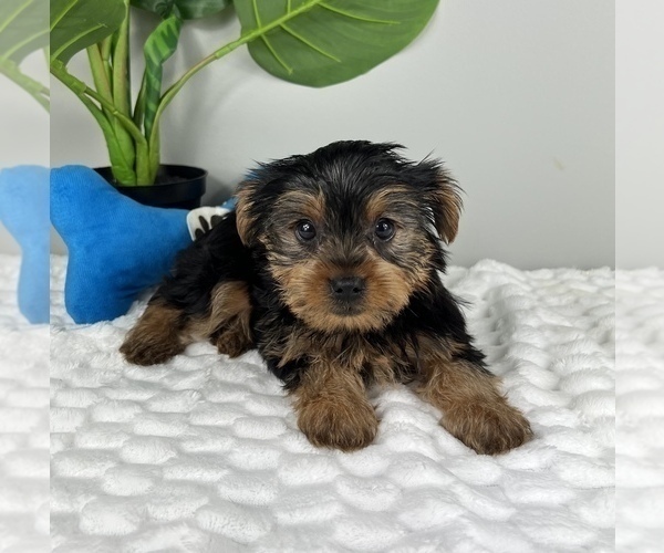 Medium Photo #2 Yorkshire Terrier Puppy For Sale in FRANKLIN, IN, USA
