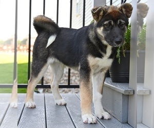 Akita Puppy for sale in MILLERSBURG, OH, USA