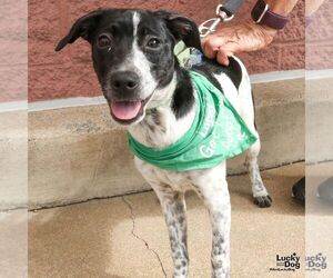 Retriever -Unknown Mix Dogs for adoption in Washington, DC, USA
