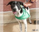 Wandy - Female Retriever -Unknown Mix Dog for Adoption - Small photo