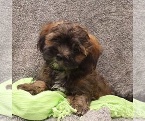 ShihPoo Puppy for sale in THORP, WI, USA