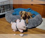 Small #3 Doberman Pinscher-Redbone Coonhound Mix