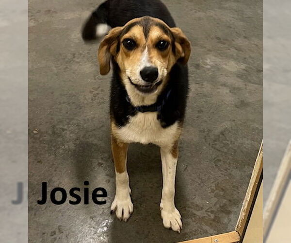 Medium Photo #1 Treeing Walker Coonhound-Unknown Mix Puppy For Sale in Mountain View, AR, USA