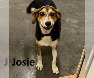 Treeing Walker Coonhound-Unknown Mix Dogs for adoption in Mountain View, AR, USA