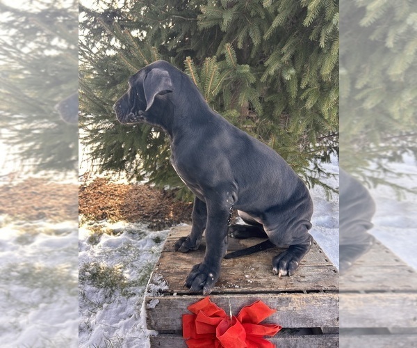 Medium Photo #4 Great Dane Puppy For Sale in MIDDLEBURY, IN, USA
