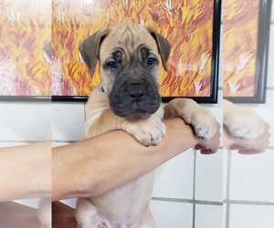 Cane Corso Puppy for sale in GLEN CARBON, IL, USA