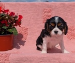 Puppy Bebe Cavalier King Charles Spaniel