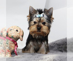 Small Yorkshire Terrier