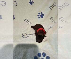 Mutt Dogs for adoption in Imlay City, MI, USA