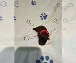 Pokemon - Baby Marowak (red) - Located in Arizona - Male Mutt Dog for Adoption - Small photo