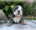 Puppy Elvis English Bulldog
