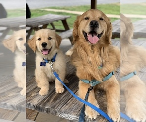 Father of the Golden Retriever puppies born on 07/22/2025