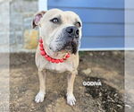 Small #1 American Staffordshire Terrier Mix