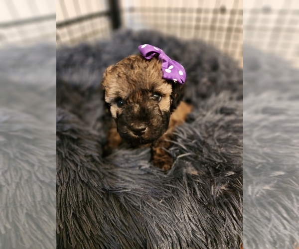 Medium Photo #6 Poodle (Miniature) Puppy For Sale in BASTROP, TX, USA