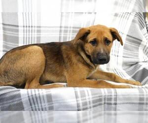 Mutt Dogs for adoption in Thief River Falls, MN, USA