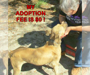 Gilley - Female American Pit Bull Terrier-Labrador Retriever Mix Dog for Adoption - Photo #5