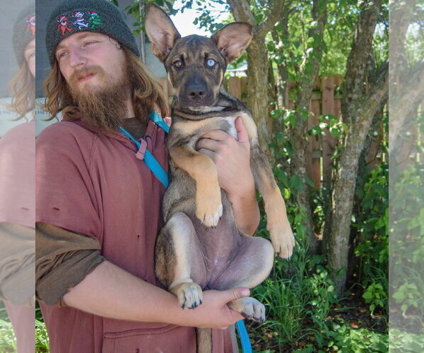 Medium Photo #4 Australian Shepherd-German Shepherd Dog Mix Puppy For Sale in Huntley, IL, USA