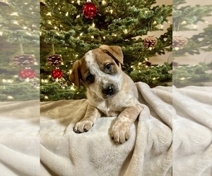 Australian Cattle Dog-Red Heeler Mix Puppy for sale in HILLSBORO, WI, USA