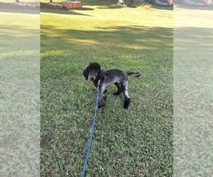 Poodle (Standard) Puppy for sale in ELIZABETHTON, TN, USA