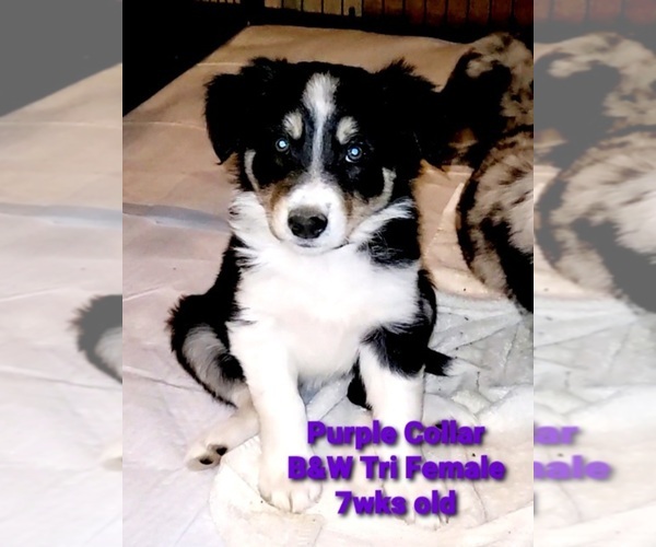 Medium Photo #1 Border Collie Puppy For Sale in ELMENDORF, TX, USA