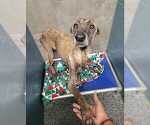Shayla Wayla (TX) - Female Mutt Dog for Adoption - Photo #3