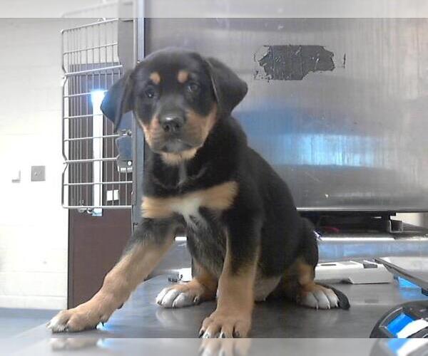 Medium Photo #1 Great Pyrenees-Rottweiler Mix Puppy For Sale in Fayetteville, NC, USA