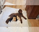 Small Photo #1 Goldendoodle Puppy For Sale in LAWRENCEVILLE, GA, USA