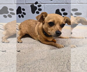 Sunny - Female Chihuahua Dog for Adoption - Photo #2