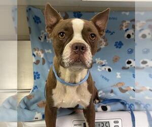 Boston Terrier Dogs for adoption in HESPERIA, CA, USA