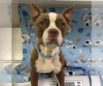 Small Boston Terrier