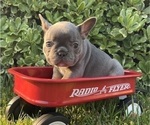 Puppy Lola French Bulldog