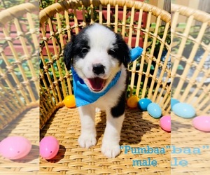 German Shepherd Dog-Miniature Australian Shepherd Mix Dog for Adoption in MANSFIELD, Texas USA