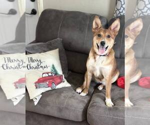 Pembroke Welsh Corgi-Unknown Mix Dogs for adoption in Waterloo, IA, USA