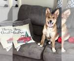 Small Pembroke Welsh Corgi Mix