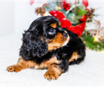 Small #2 Cavalier King Charles Spaniel
