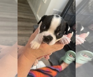 Boston Terrier Puppy for Sale in VACAVILLE, California USA