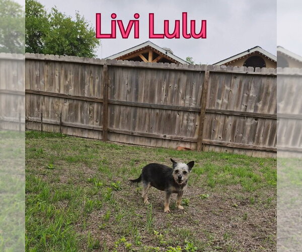 Medium Photo #22 Mutt Puppy For Sale in San Antonio, TX, USA