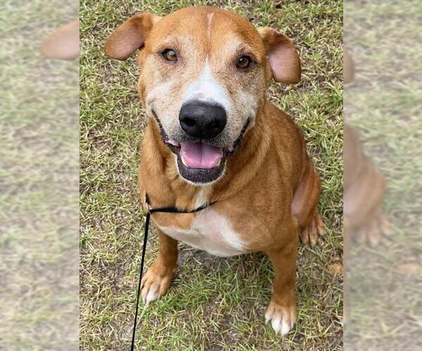 Medium Photo #3 Boxer-Unknown Mix Puppy For Sale in Fayetteville, NC, USA