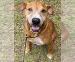 Small Photo #3 Boxer-Unknown Mix Puppy For Sale in Fayetteville, NC, USA