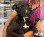 Small #1 Labrador Retriever-Retriever  Mix