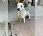Small #1 Mutt