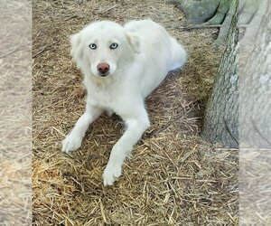 Collie-Huskies  Mix Dogs for adoption in Scottsboro, AL, USA