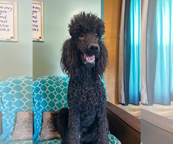 Medium Photo #6 Poodle (Standard) Puppy For Sale in Pacolet, SC, USA