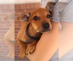 Small #2 Chihuahua