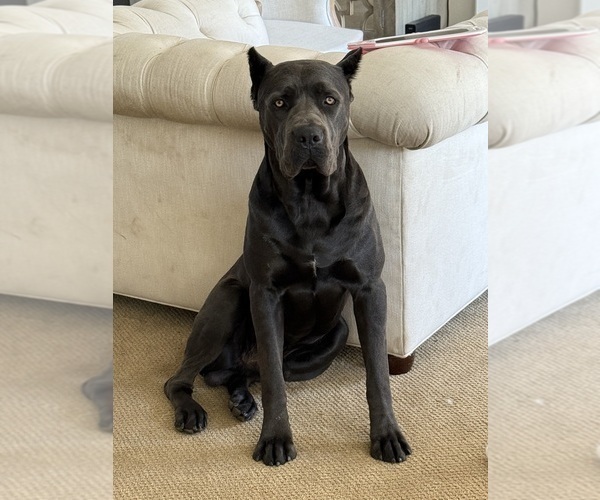 Medium Photo #1 Cane Corso Puppy For Sale in LIVERMORE, CA, USA