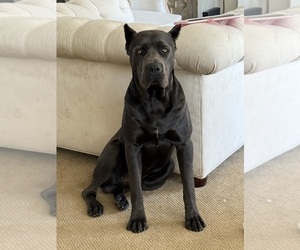 Father of the Cane Corso puppies born on 06/05/2026