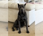 Small Photo #1 Cane Corso Puppy For Sale in LIVERMORE, CA, USA